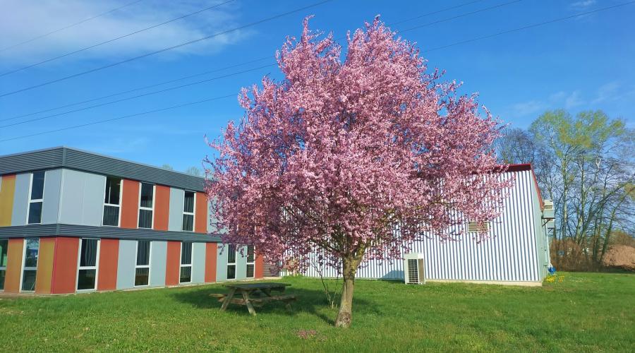 Photo arbre Manuest au printemps